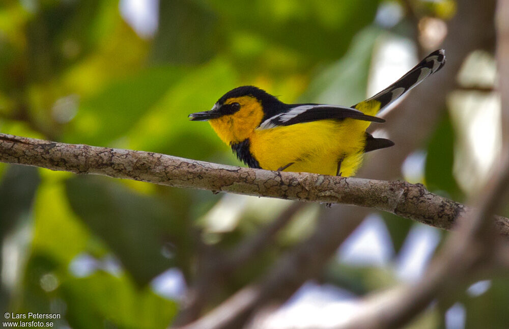 Black-breasted Boatbill