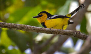 Black-breasted Boatbill