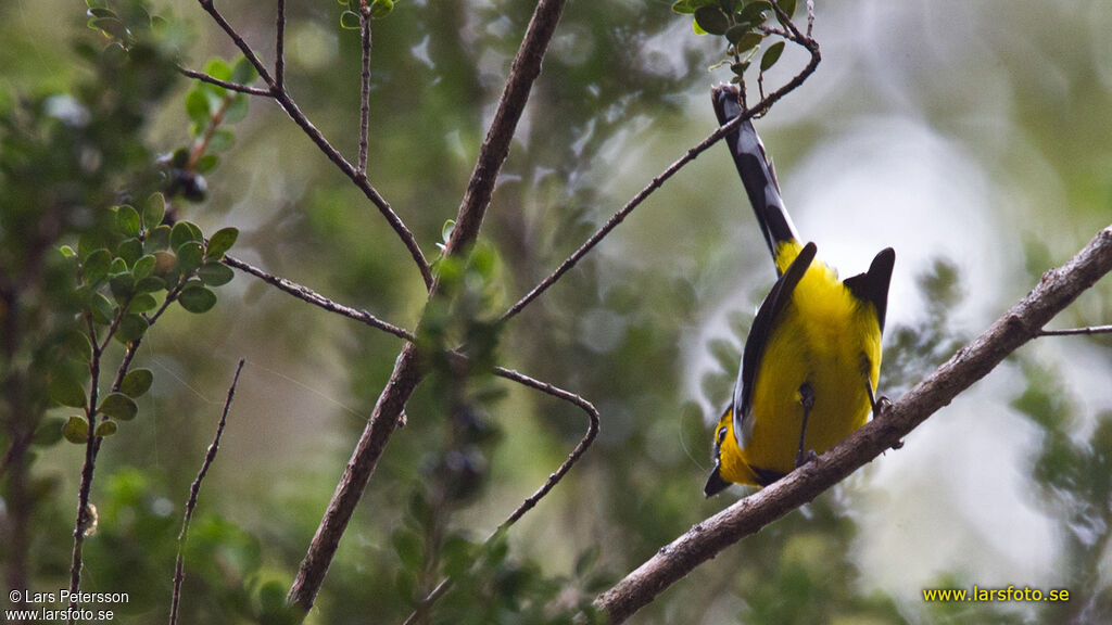 Black-breasted Boatbill