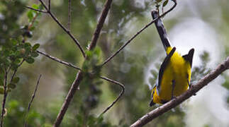 Black-breasted Boatbill