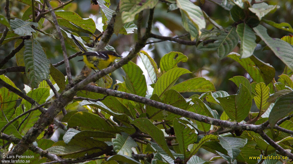 Black-breasted Boatbill