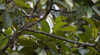 Black-breasted Boatbill