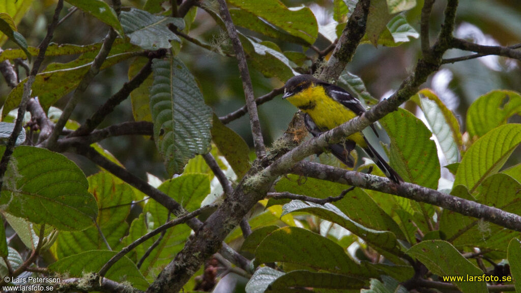 Black-breasted Boatbill