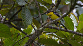 Black-breasted Boatbill