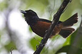 Chestnut-bellied Monarch