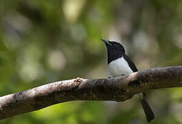 Steel-blue Flycatcher