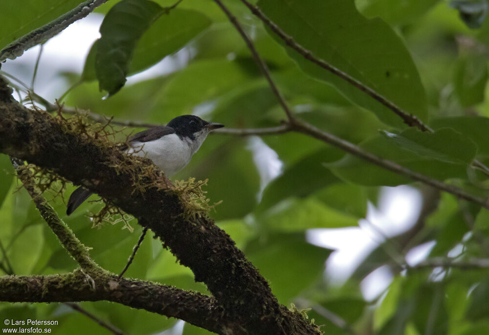 Steel-blue Flycatcher