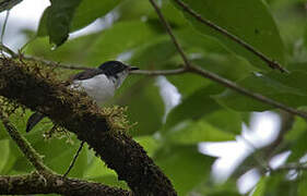 Steel-blue Flycatcher