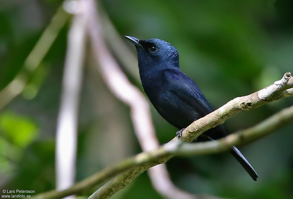Biak Black Flycatcher