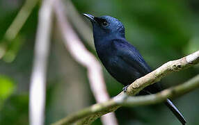 Biak Black Flycatcher