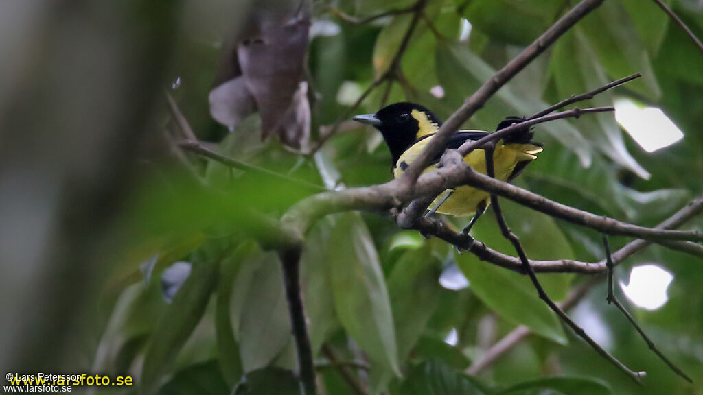 Biak Monarch