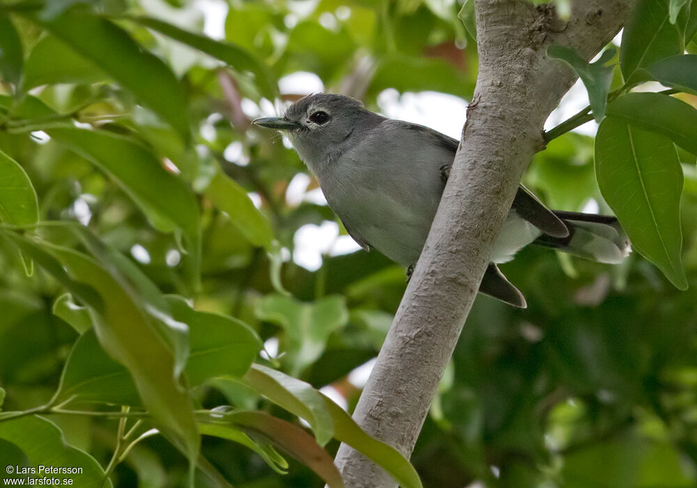 Slaty Monarch