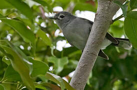 Slaty Monarch