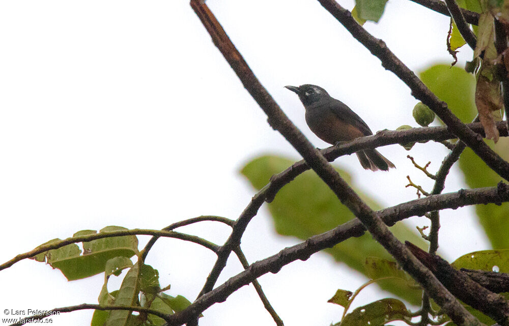 White-capped Monarch