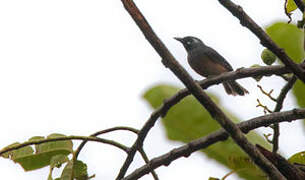 White-capped Monarch