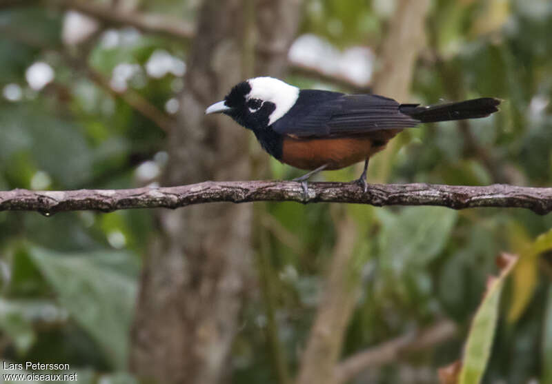 White-capped Monarchadult, identification