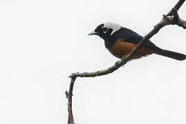 White-capped Monarch