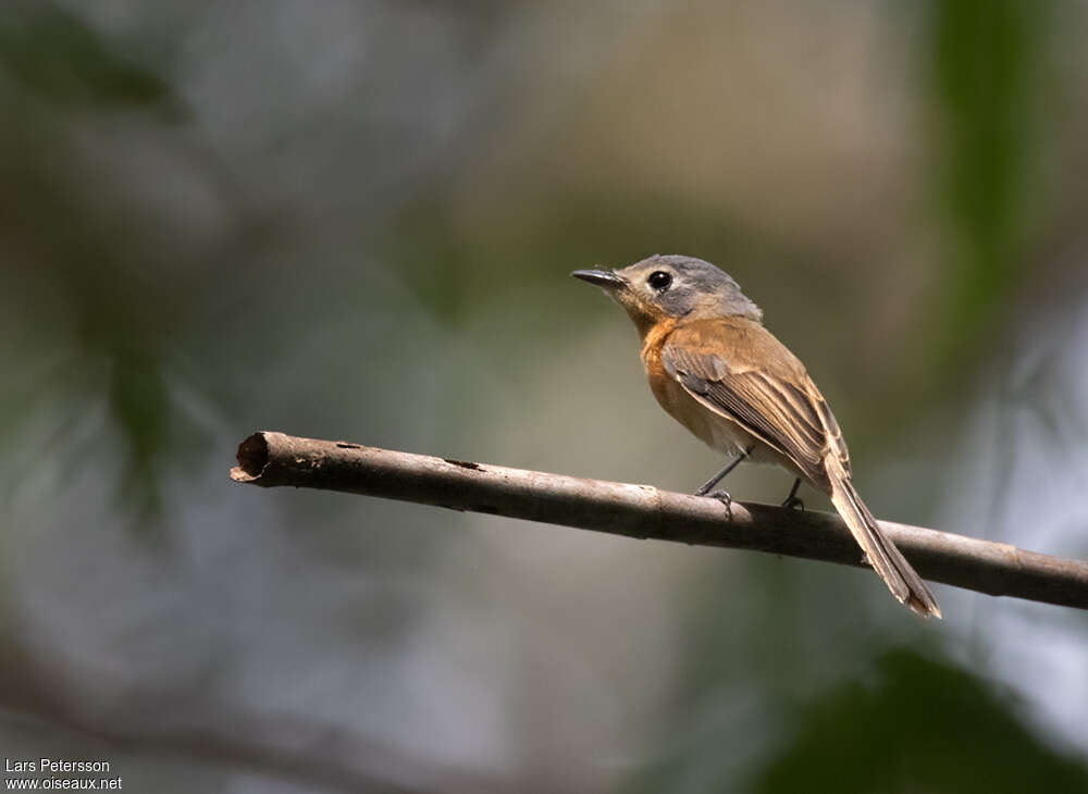 Makira Flycatcher female adult, identification