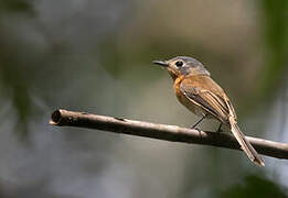 Makira Flycatcher