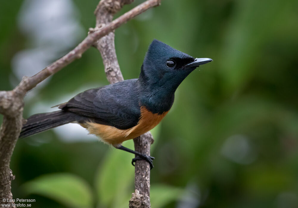 Vanikoro Flycatcher