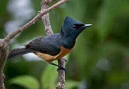 Vanikoro Flycatcher