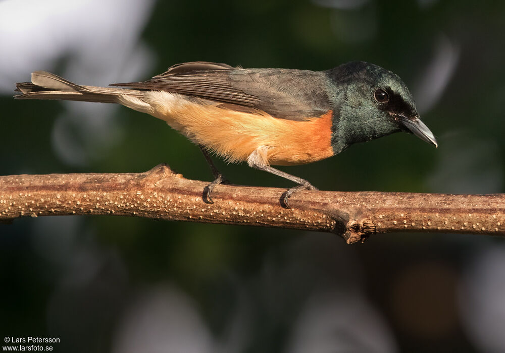 Vanikoro Flycatcher