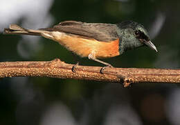 Vanikoro Flycatcher