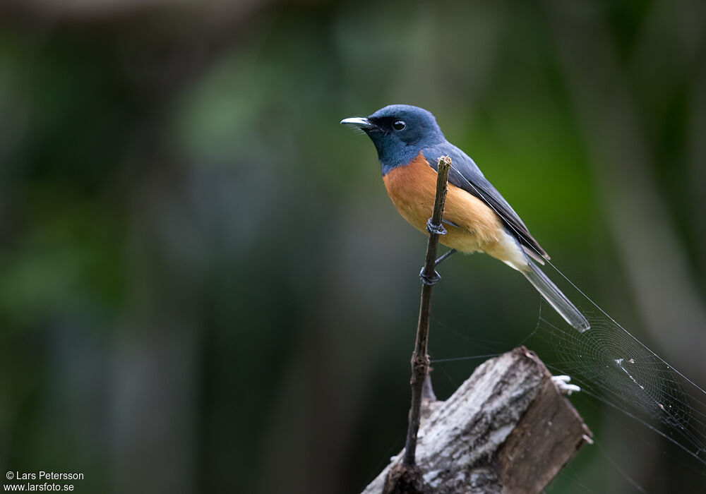 Vanikoro Flycatcher