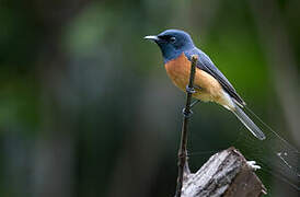 Vanikoro Flycatcher