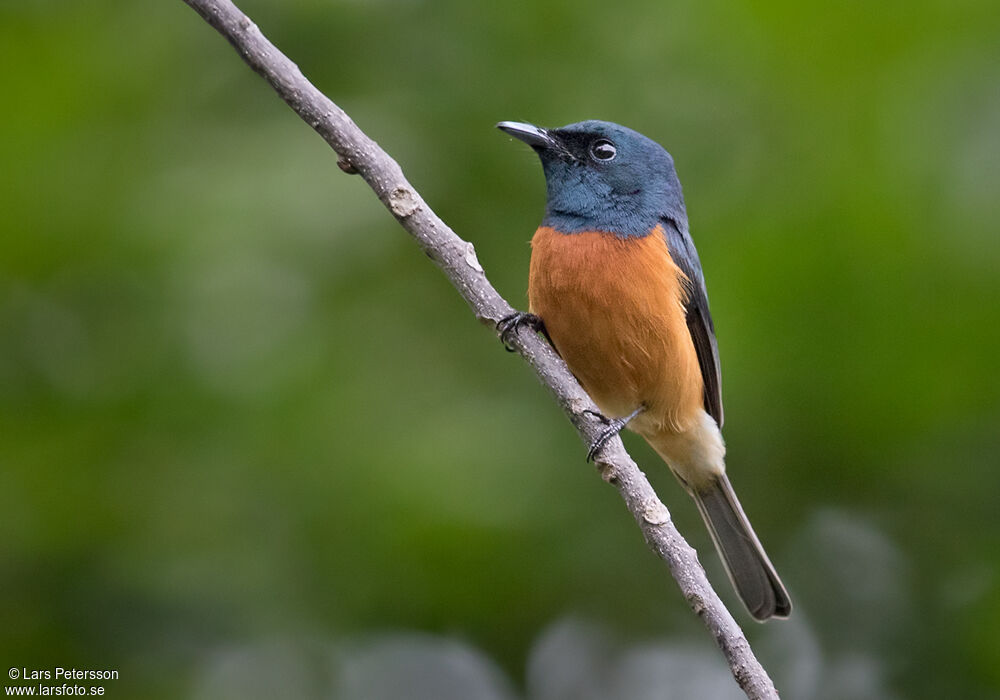 Vanikoro Flycatcher