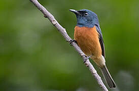 Vanikoro Flycatcher