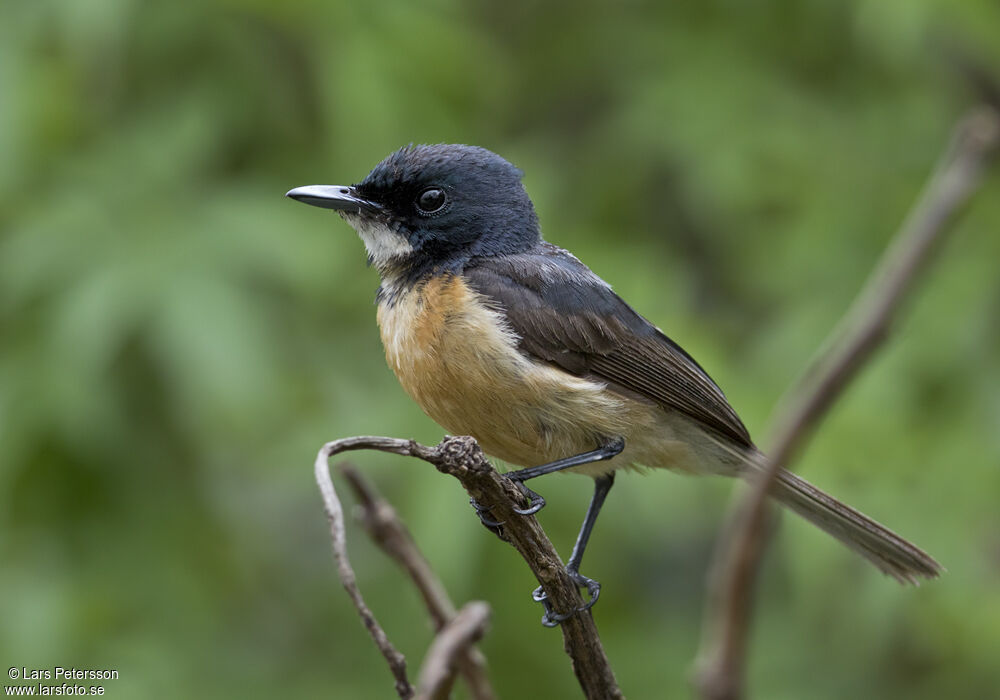 Vanikoro Flycatcher