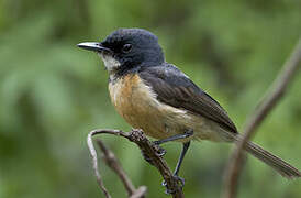 Vanikoro Flycatcher