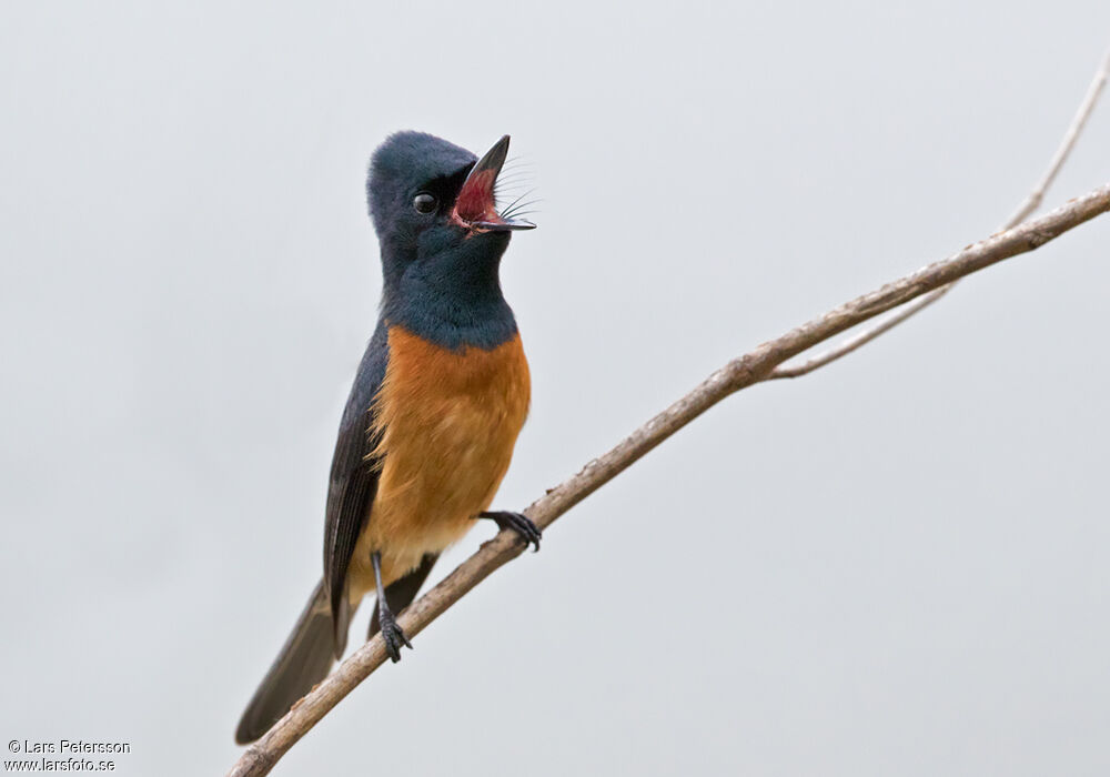 Vanikoro Flycatcher