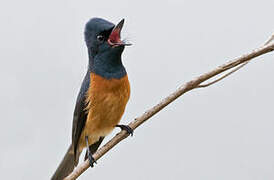 Vanikoro Flycatcher