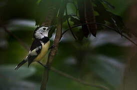 Buff-bellied Monarch