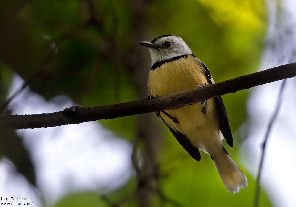 Buff-bellied Monarch