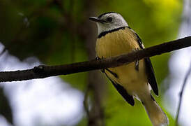 Buff-bellied Monarch