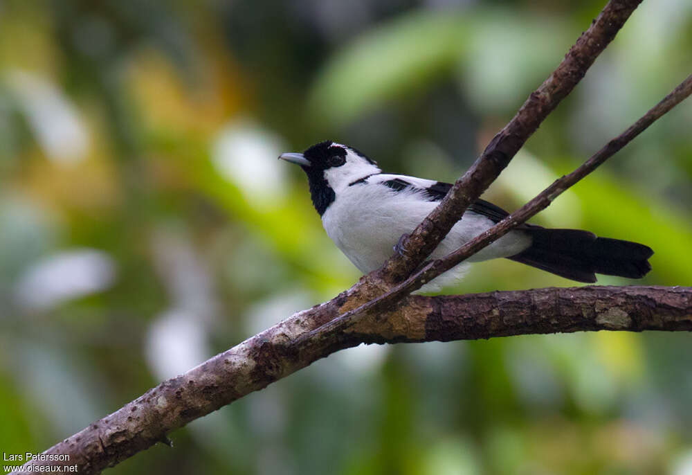 Black-tailed Monarchadult, identification