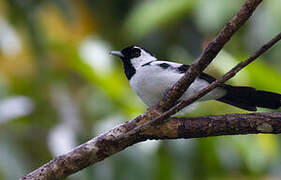 Black-tailed Monarch