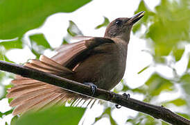 Fiji Shrikebill