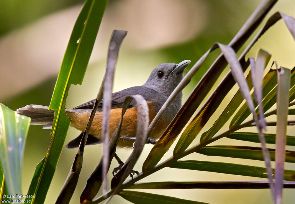 Island Monarch