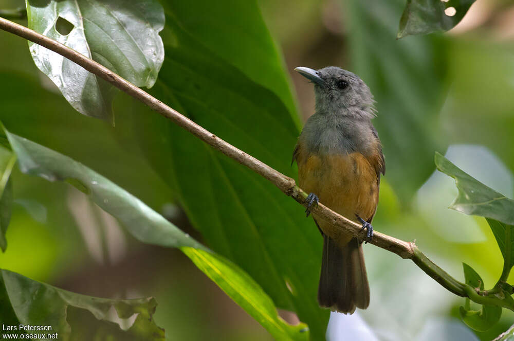 Island Monarch