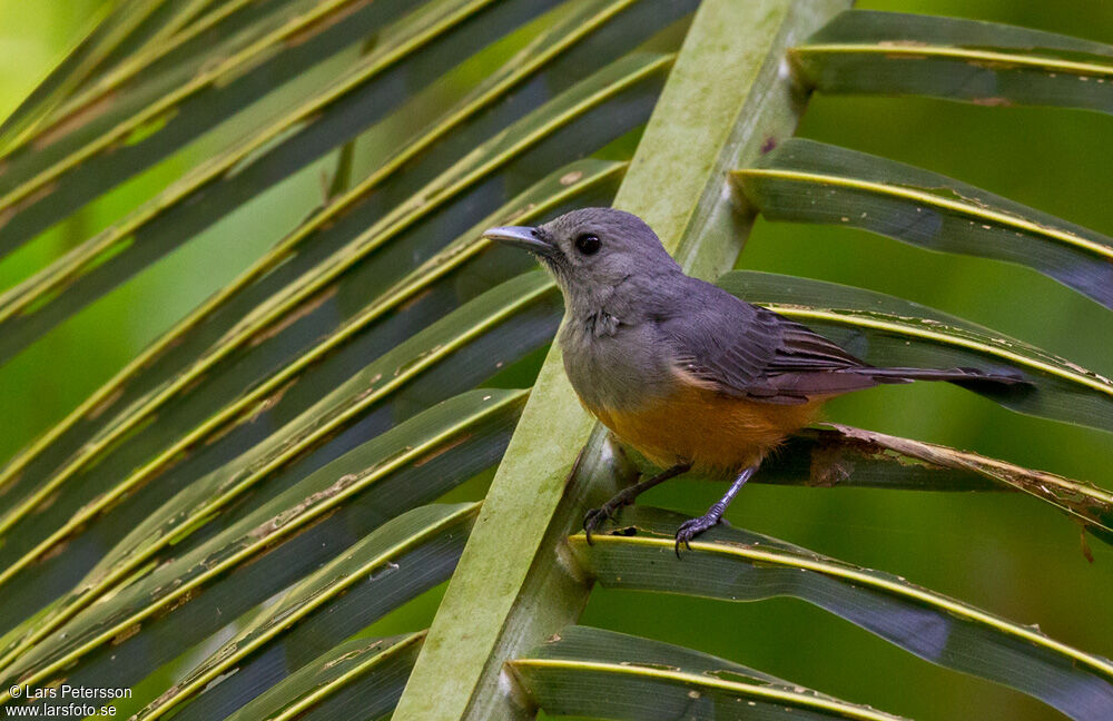 Island Monarch