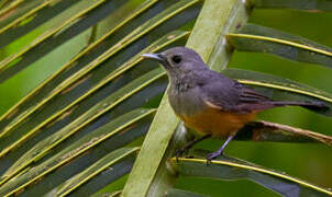 Island Monarch