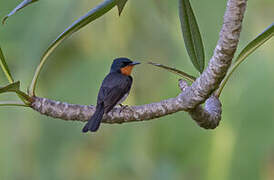 Samoan Flycatcher