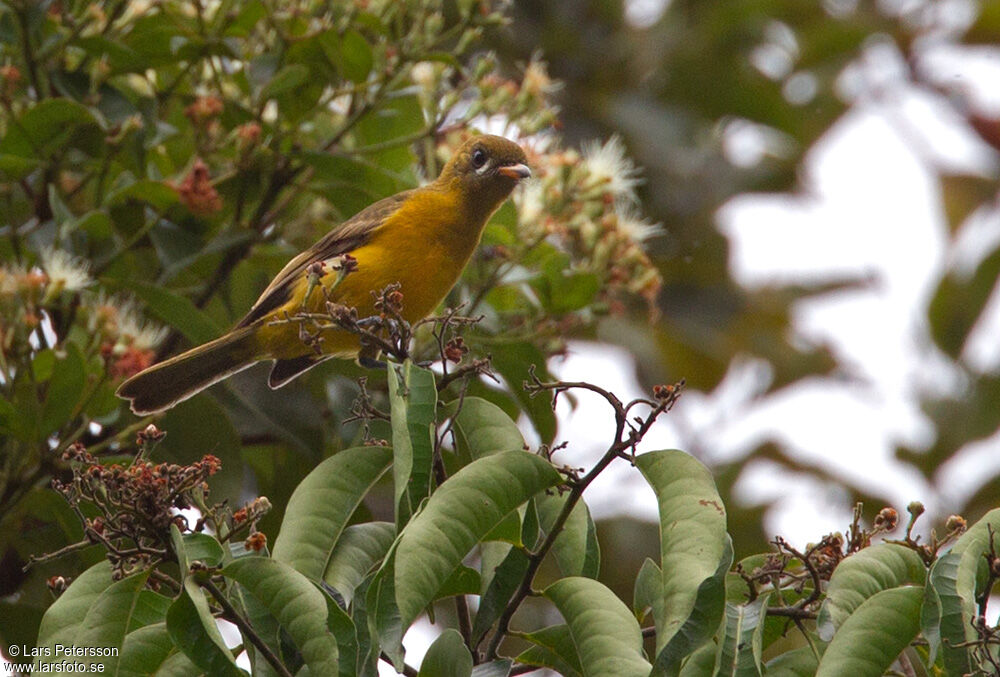 Golden Monarch