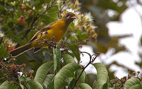 Golden Monarch