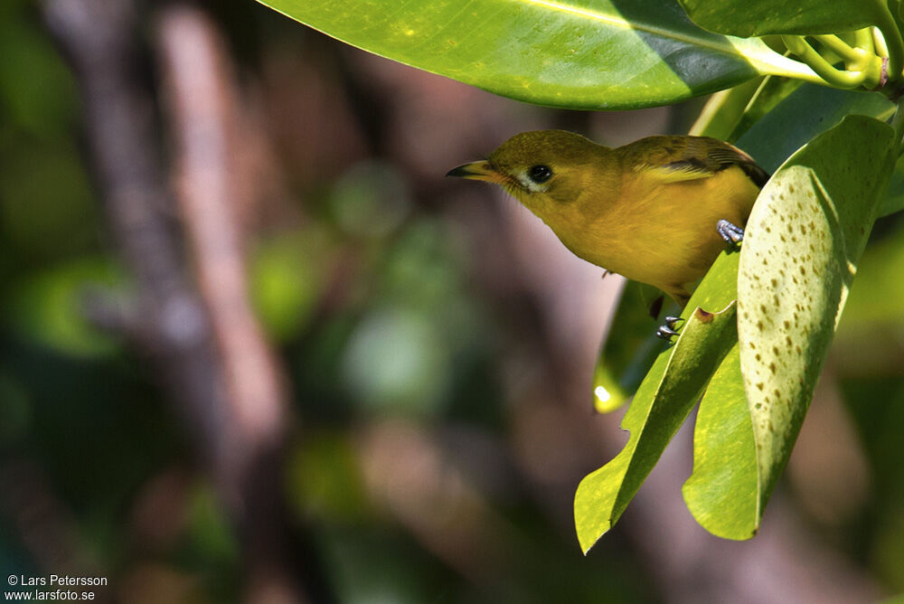 Golden Monarch