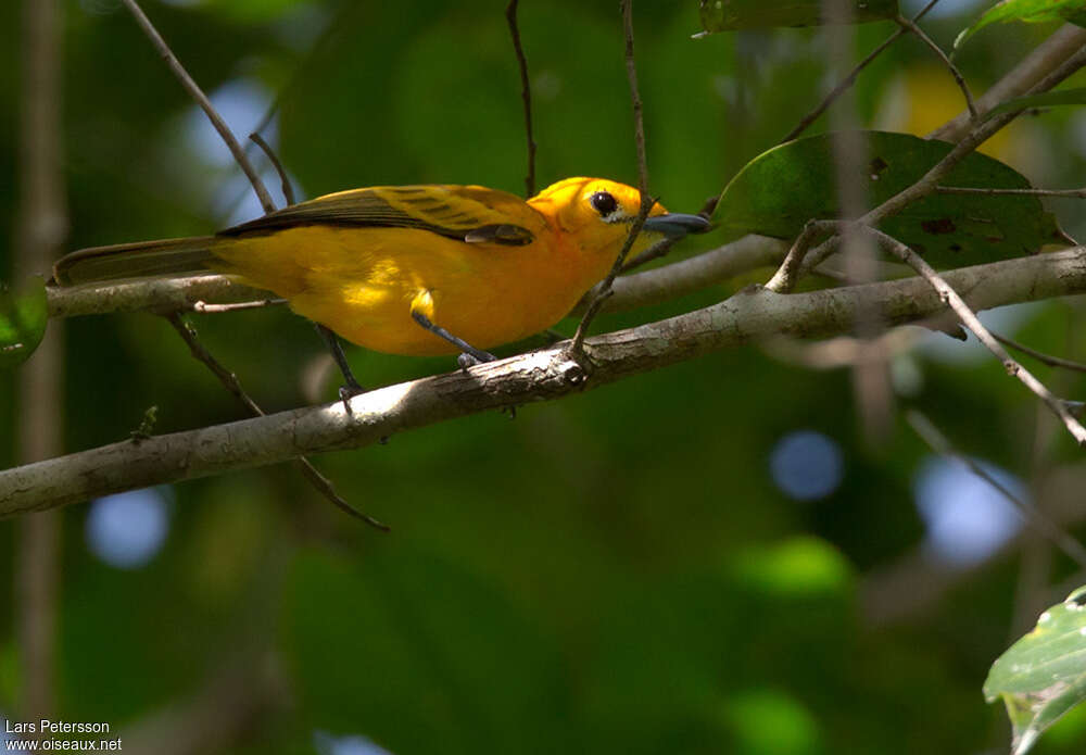 Golden Monarch female adult